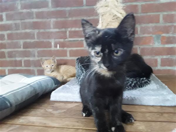 Grote foto leuke lieve kittens zoeken een goed thuis dieren en toebehoren poezen