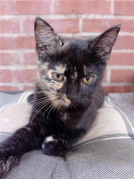 Grote foto leuke lieve kittens dieren en toebehoren overige katten