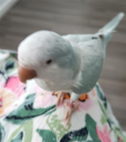 Grote foto muisparkiet dieren en toebehoren parkieten en papegaaien