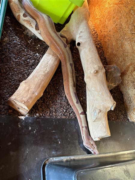 Grote foto boa constrictor dieren en toebehoren reptielen en amfibie n