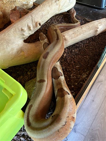 Grote foto boa constrictor dieren en toebehoren reptielen en amfibie n