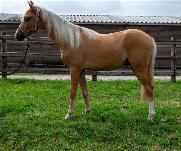 Grote foto te koop luxe 1.5 jarige palomino pony hengst dieren en toebehoren pony
