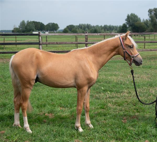 Grote foto te koop luxe 1.5 jarige palomino pony hengst dieren en toebehoren pony