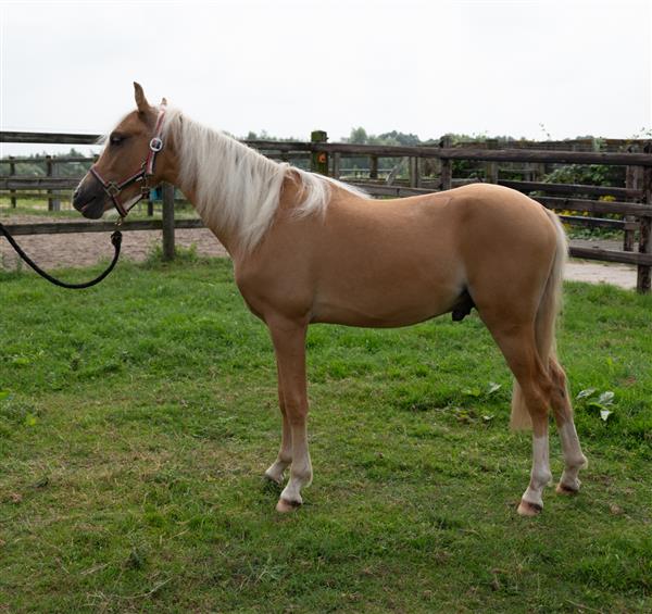 Grote foto te koop luxe 1.5 jarige palomino pony hengst dieren en toebehoren pony