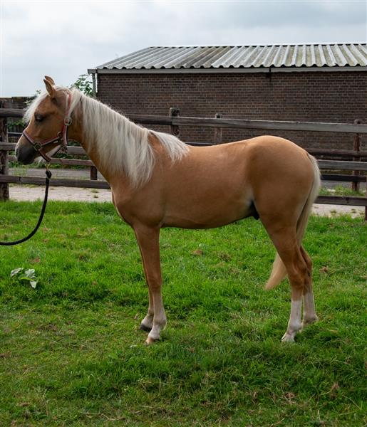 Grote foto te koop luxe 1.5 jarige palomino pony hengst dieren en toebehoren pony