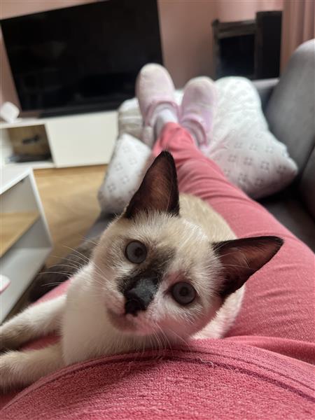 Grote foto kitten dieren en toebehoren overige katten
