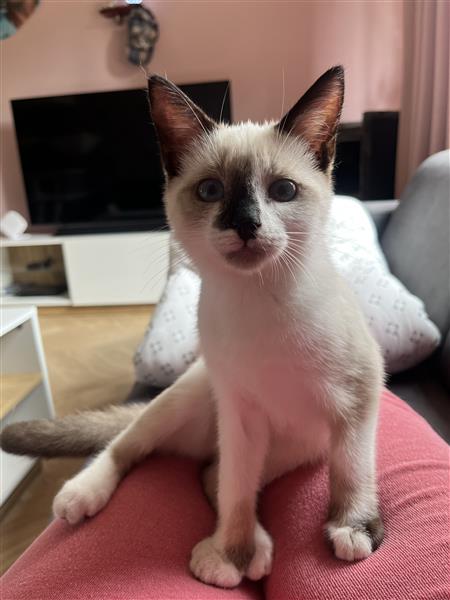 Grote foto kitten dieren en toebehoren overige katten