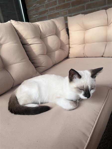 Grote foto kitten dieren en toebehoren overige katten