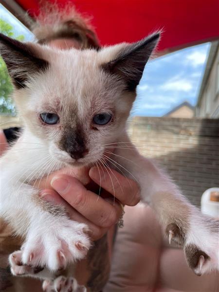 Grote foto kitten dieren en toebehoren overige katten