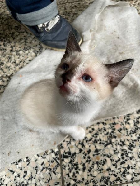 Grote foto kitten dieren en toebehoren overige katten