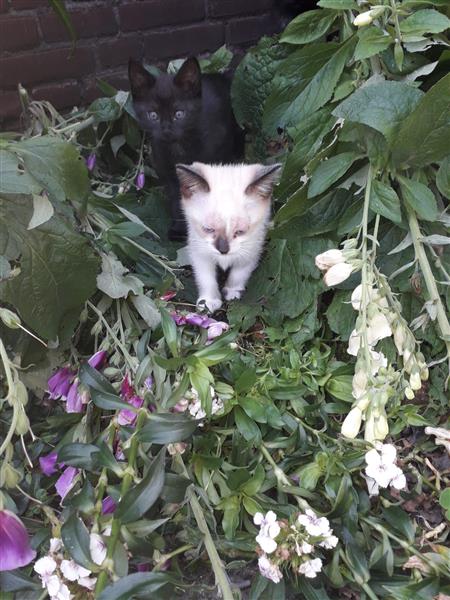 Grote foto kitten dieren en toebehoren overige katten