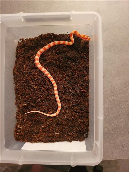 Grote foto jonge kornslangen te koop dieren en toebehoren reptielen en amfibie n