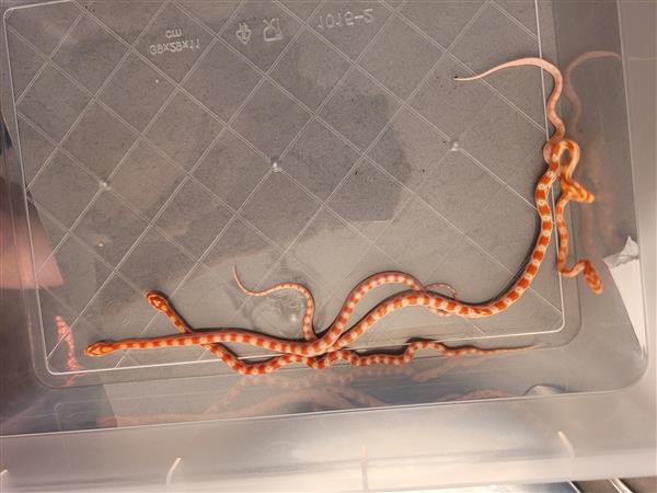 Grote foto jonge kornslangen te koop dieren en toebehoren reptielen en amfibie n