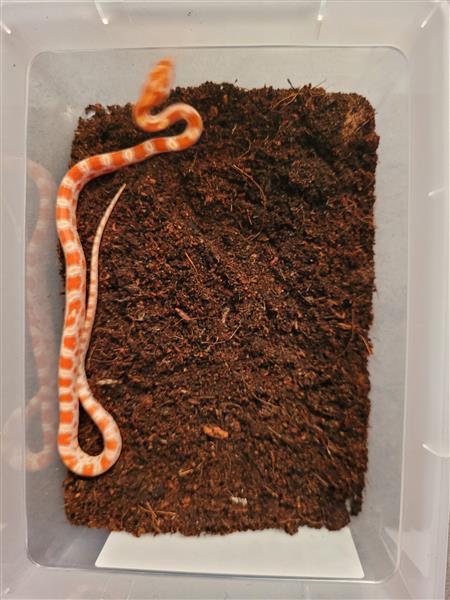 Grote foto jonge kornslangen te koop dieren en toebehoren reptielen en amfibie n