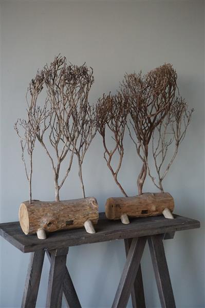 Grote foto theeboompje indonesie op standaard h68 x b31 cm huis en inrichting woningdecoratie