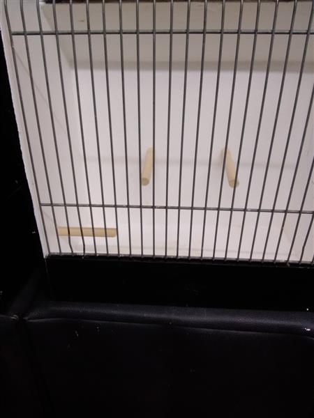 Grote foto tentoonstelling kooien dieren en toebehoren toebehoren