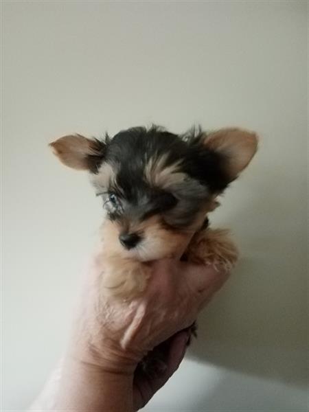 Grote foto yorkshire terrier pupjes dieren en toebehoren jack russells en terri rs