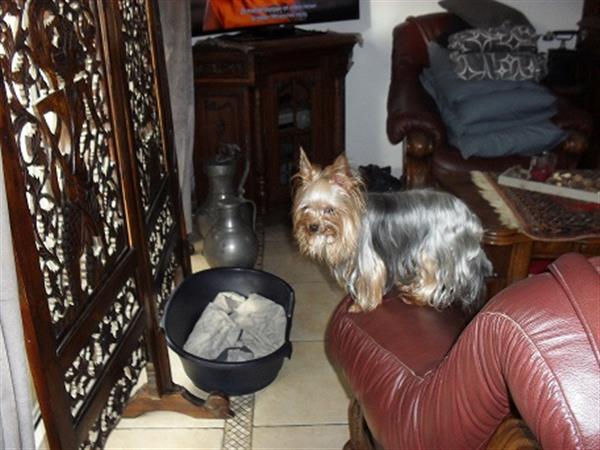 Grote foto yorkshire terrier pupjes dieren en toebehoren jack russells en terri rs