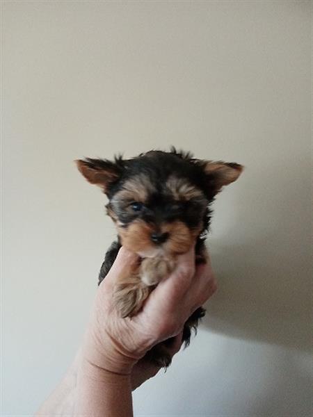 Grote foto yorkshire terrier pupjes dieren en toebehoren jack russells en terri rs