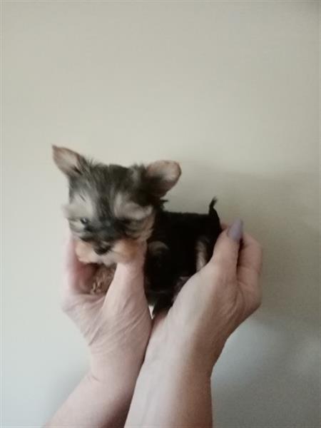Grote foto yorkshire terrier pupjes dieren en toebehoren jack russells en terri rs