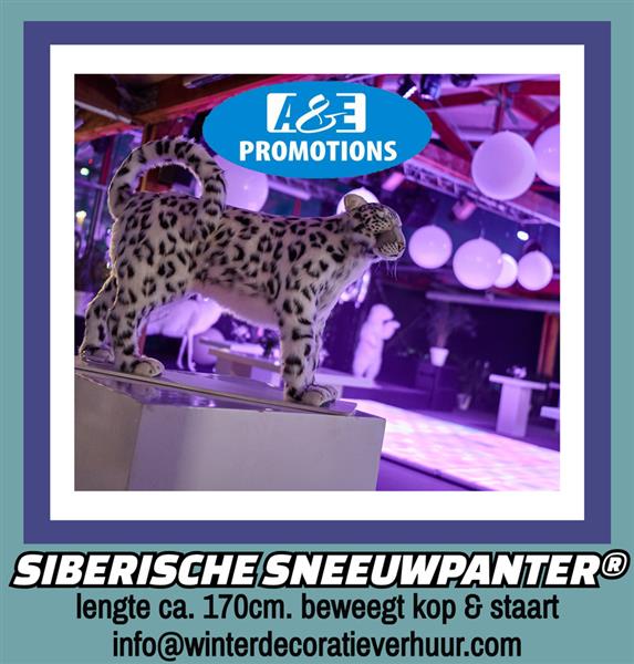 Grote foto brabant verhuur ijsbeer sneeuwpanters etalering hobby en vrije tijd diversen