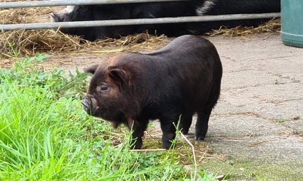 Grote foto nog 1 prachtig kune kune stamboek borgje te koop dieren en toebehoren schapen geiten en varkens