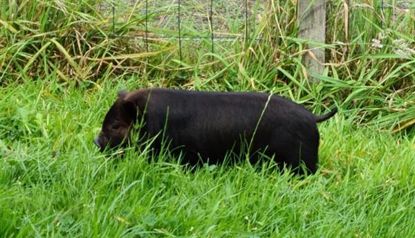 Grote foto nog 1 prachtig kune kune stamboek borgje te koop dieren en toebehoren schapen geiten en varkens