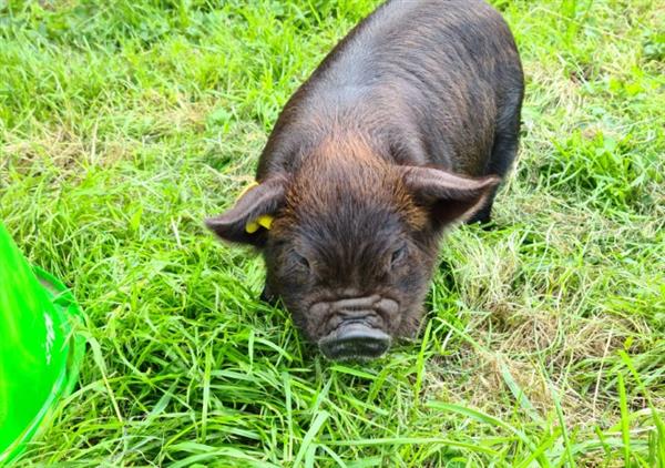 Grote foto nog 1 prachtig kune kune stamboek borgje te koop dieren en toebehoren schapen geiten en varkens