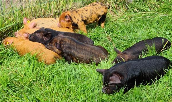 Grote foto nog 1 prachtig kune kune stamboek borgje te koop dieren en toebehoren schapen geiten en varkens
