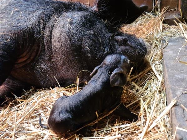 Grote foto nog 1 prachtig kune kune stamboek borgje te koop dieren en toebehoren schapen geiten en varkens