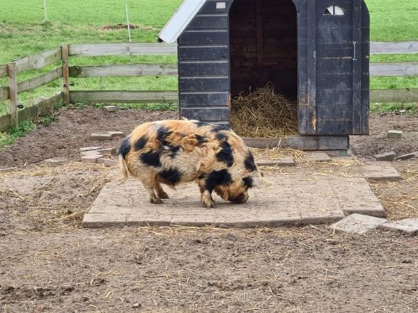 Grote foto nog 1 prachtig kune kune stamboek borgje te koop dieren en toebehoren schapen geiten en varkens
