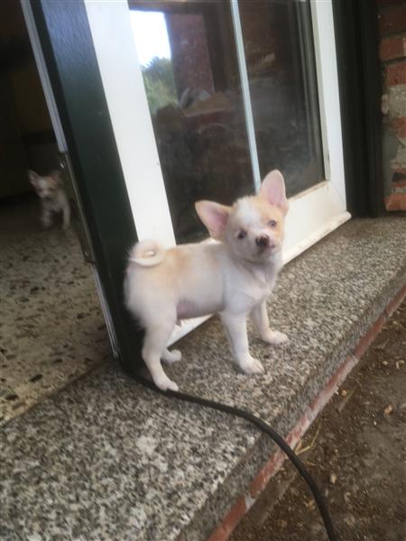 Grote foto pups mogen het nest verlaten dieren en toebehoren niet rashonden