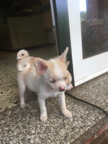 Grote foto pups mogen het nest verlaten dieren en toebehoren niet rashonden