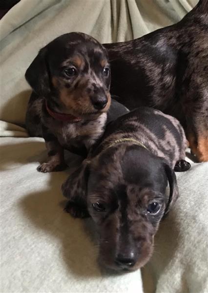 Grote foto teckel puppy s dieren en toebehoren teckels en dashonden