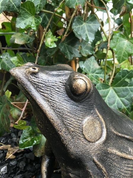 Grote foto prachtige forse bronskleurige kikker vol gietijzer tuin en terras tuindecoratie