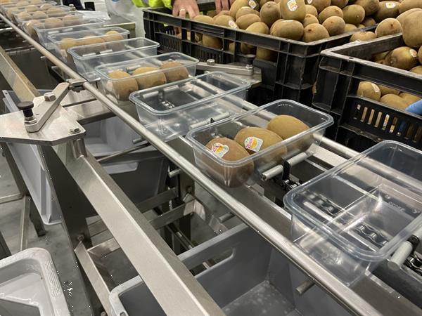 Grote foto g. mondini e 350 vg top seal verpakkingsmachine met ontnester agrarisch tuinbouw
