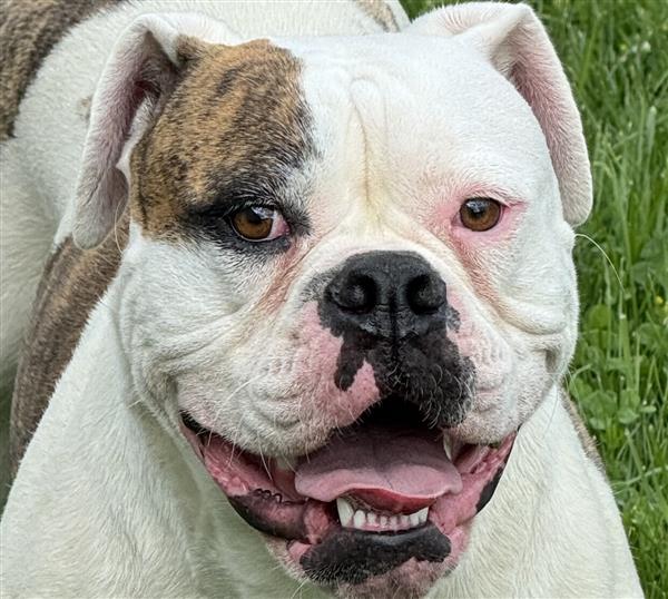 Grote foto am bulldog dieren en toebehoren bulldogs pinschers en molossers