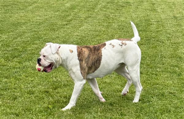 Grote foto am bulldog dieren en toebehoren bulldogs pinschers en molossers