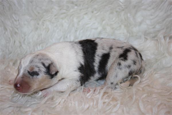 Grote foto te koop schotse herders hond pups dieren en toebehoren herdershonden en veedrijvers