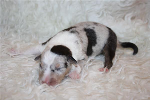 Grote foto te koop schotse herders hond pups dieren en toebehoren herdershonden en veedrijvers