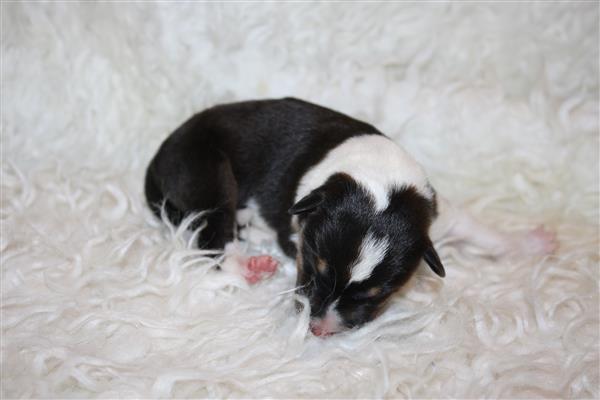 Grote foto te koop schotse herders hond pups dieren en toebehoren herdershonden en veedrijvers