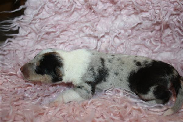Grote foto te koop schotse herders hond pups dieren en toebehoren herdershonden en veedrijvers