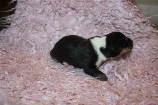 Grote foto te koop schotse herders hond pups dieren en toebehoren herdershonden en veedrijvers
