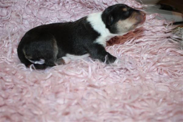Grote foto te koop schotse herders hond pups dieren en toebehoren herdershonden en veedrijvers