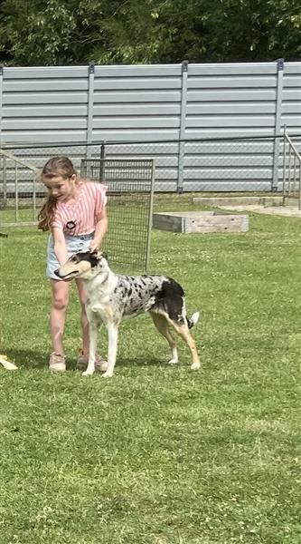 Grote foto te koop schotse herders hond pups dieren en toebehoren herdershonden en veedrijvers