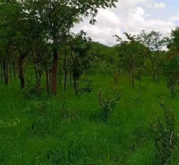 Grote foto 60 hectare land te koop in zambia afrika agrarisch landbouw