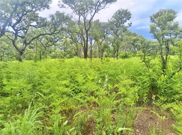 Grote foto 60 hectare land te koop in zambia afrika agrarisch landbouw