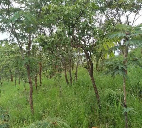 Grote foto 60 hectare land te koop in zambia afrika agrarisch landbouw