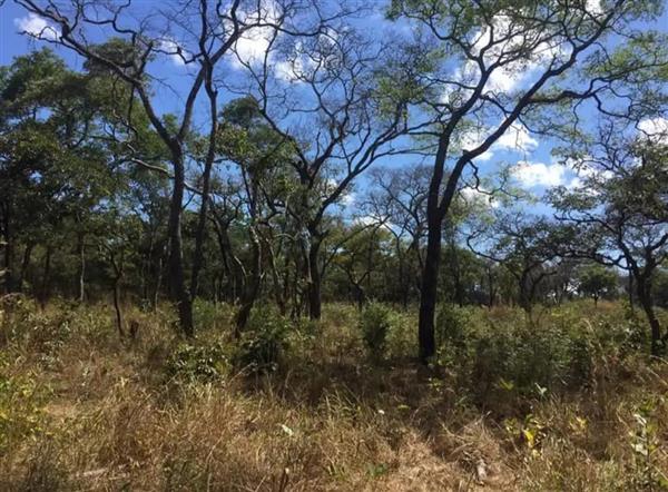 Grote foto 60 hectare land te koop in zambia afrika agrarisch landbouw