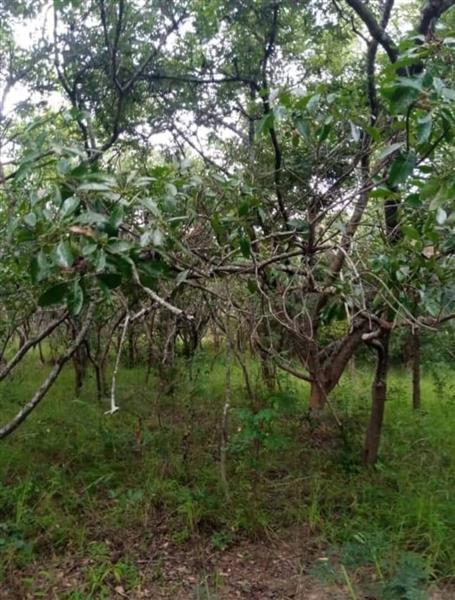 Grote foto 60 hectare land te koop in zambia afrika agrarisch landbouw